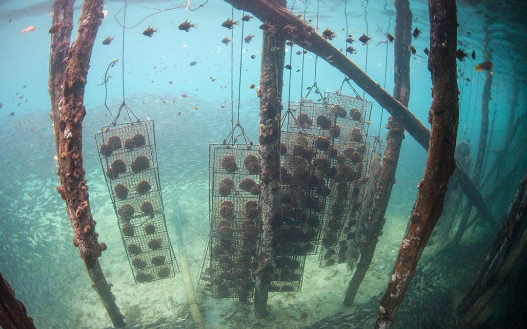 Comment produit-on les perles de culture ?